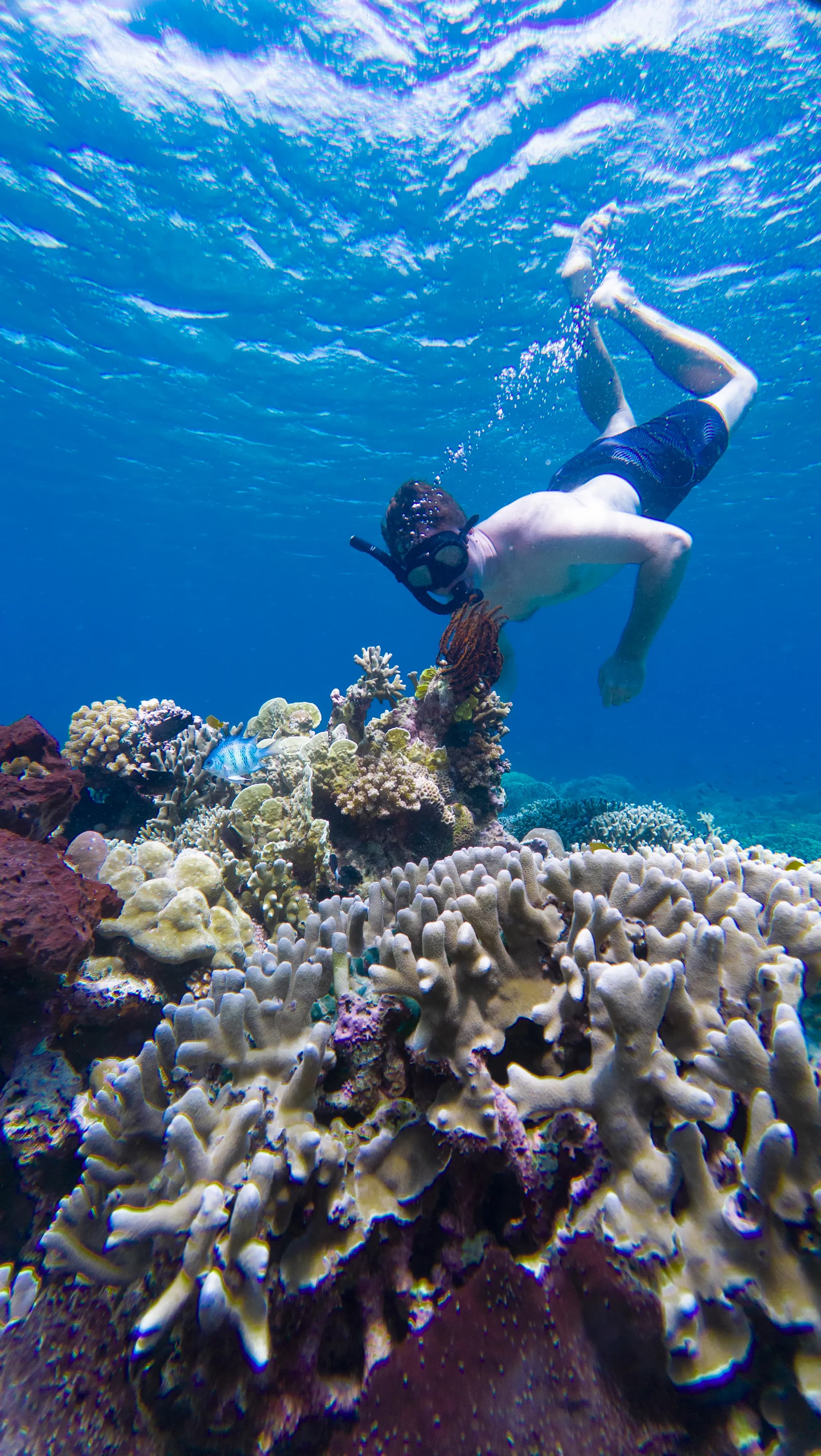 Perlengkapan snorkeling dan kapal motor Go Trip Menjangan di Selat Bali